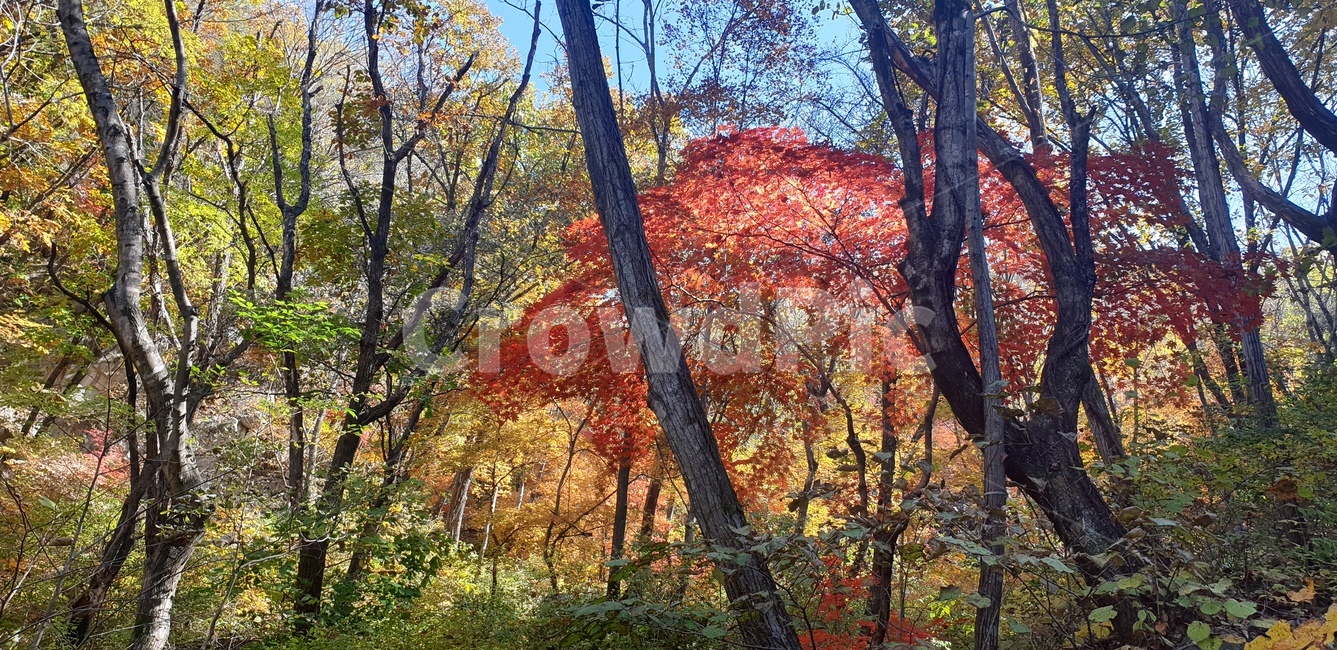 산정호수,호수,가을,물가,낙엽,가을,계절,fall,autumn,season,tree,나무,plant,식물
