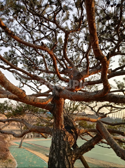 옥외,자연,나무,햇빛,outdoors,nature,소나무,나무줄기,tree,treetrunk