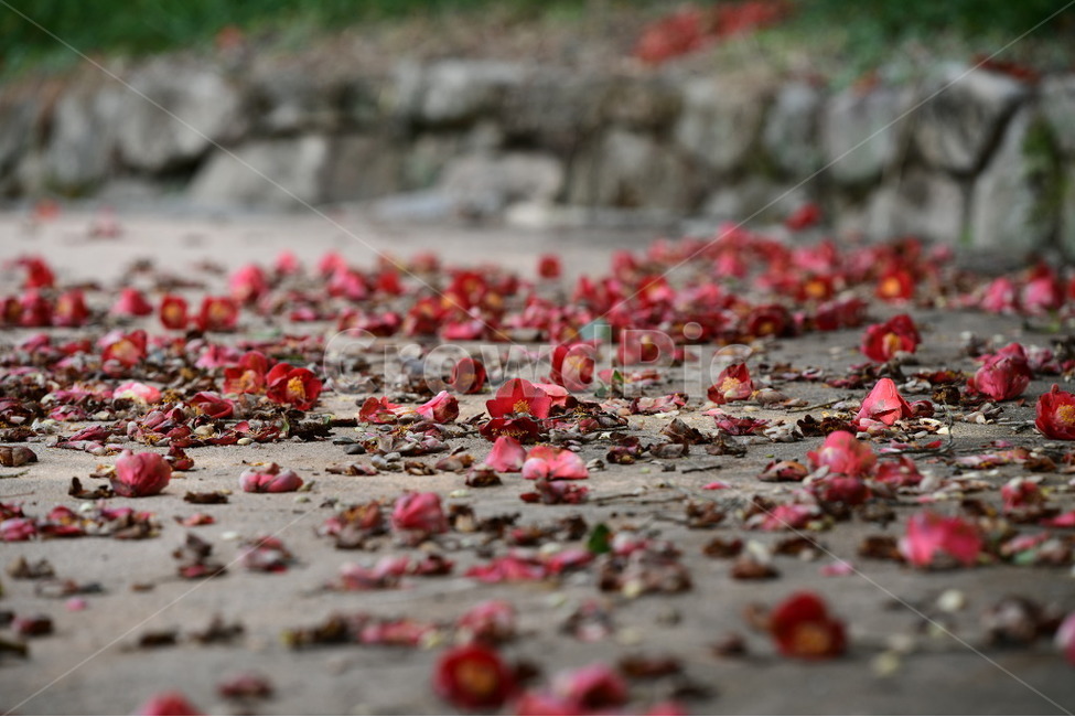 꽃잎,식물,꽃,낙화,동백꽃잎,식물,자연,plants,nature,꽃,flower