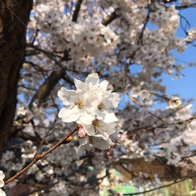 꽃,새싹,근접사진,나무,벚꽃축제,식물,자연,plants,nature,꽃,flower