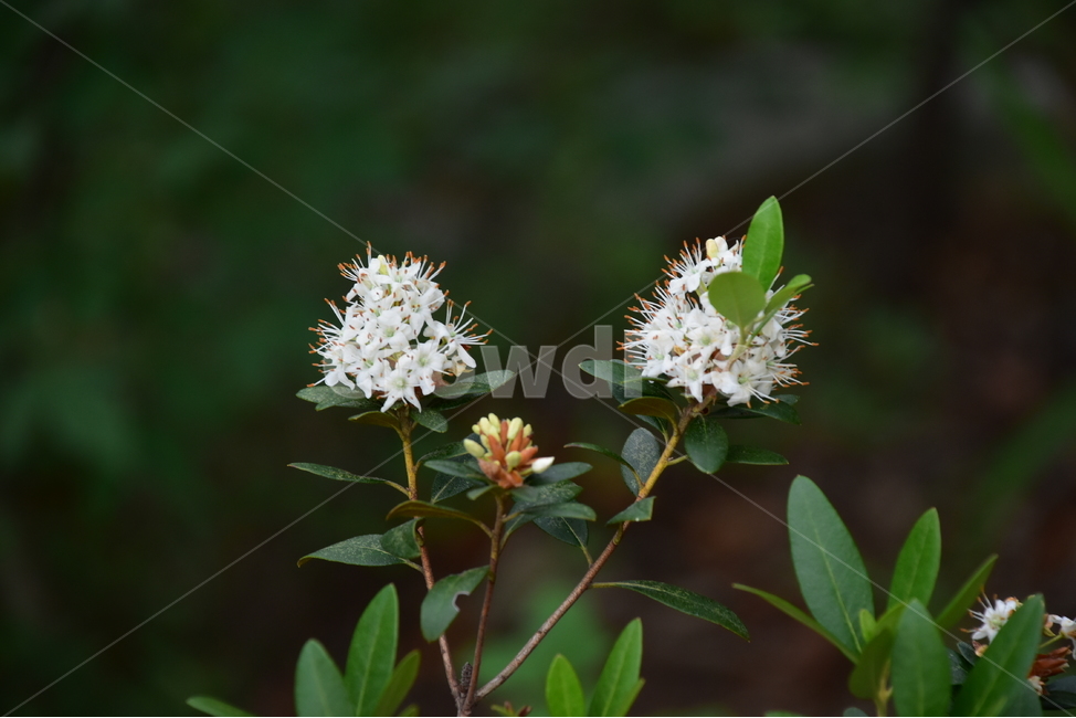 꼬리진달래,야생화,생태,식물,자연,꽃,힐링,플라워,wildflower,flower,plants,nature,season,감성,느낌,emotion,feeling,진달래과,진달래속,목본,식물,자연,plants,nature,꽃,flower