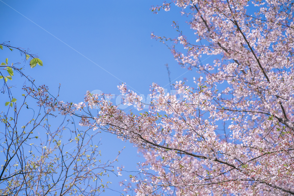 하늘,벚꽃,봄,꽃나무,화창한,봄,계절,spring,season,식물,자연,plants,nature,꽃,flower,plant,blossom