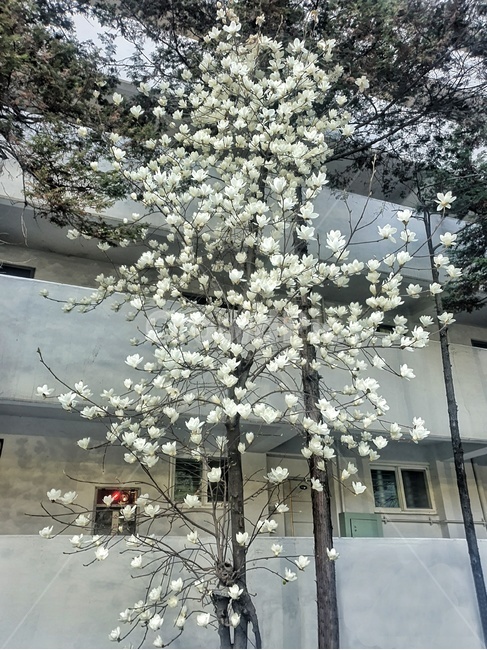 식물,flower,꽃,blossom,목련,magnolia,whitemagnolia,흰꽃,봄,spring,3월,4월,whiteflower