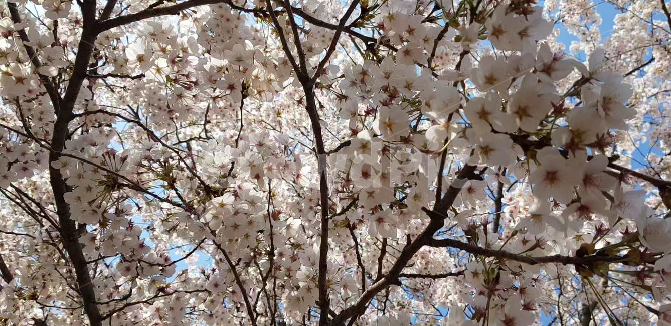 봄,벚꽃,blossom,나무,flower,식물,plant,꽃