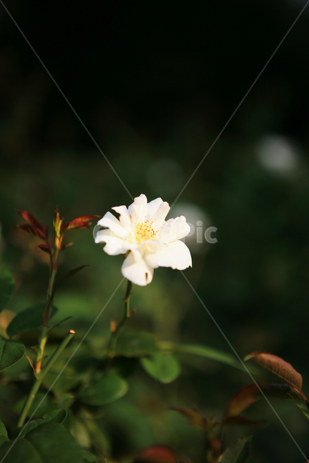 plant,식물,장미,흰장미,장미꽃