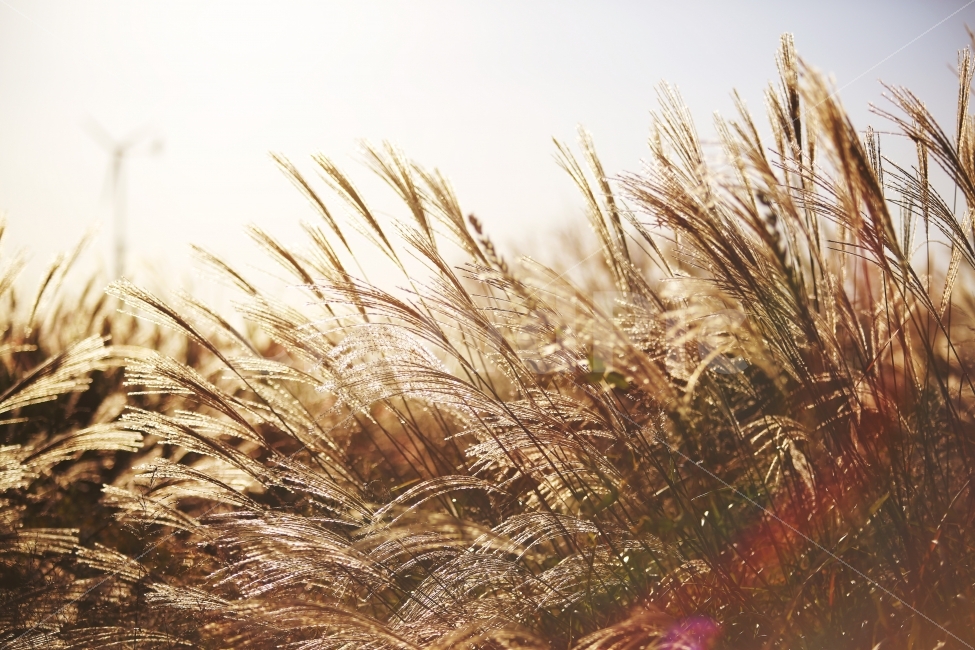 가을,풍경,식물,갈대,자연,가을,계절,fall,autumn,season,식물,자연,plants,nature,감성,sensible,feeling,휴식,힐링,rest,relaxation,healing,grass,잔디,plant