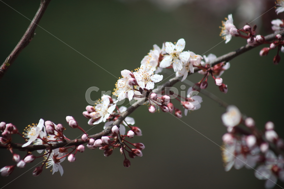 꽃,식물,양벚나무,봄,flower,봄,계절,spring,season,식물,자연,plants,nature,꽃,flower,plant,blossom