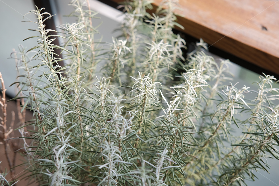 풀,풀잎,녹색,나무,나뭇잎,가지,자연,식물,자연,plants,nature