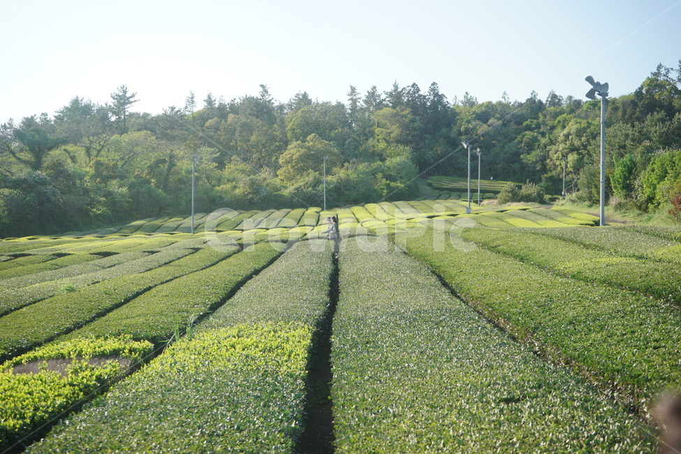 녹차,제주,오설록,greentea,jeju,osulroc,농업,농사,agriculture,farming,farming industry