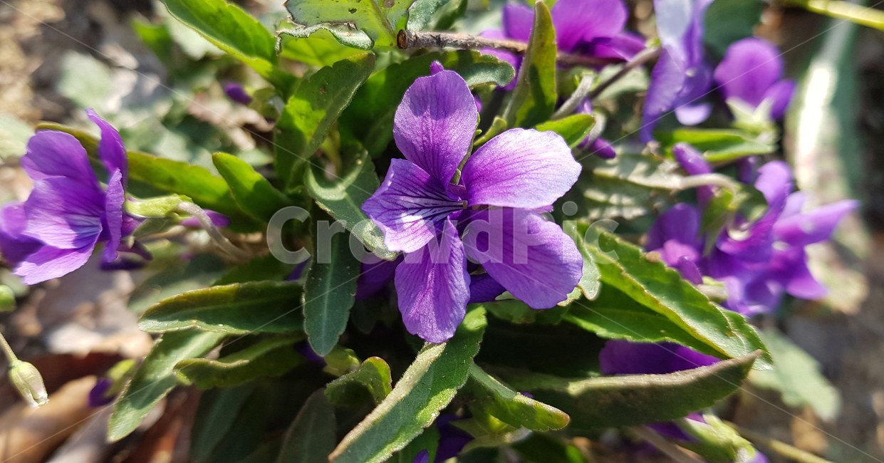 blossom,flower,꽃,식물,제비꽃,봄