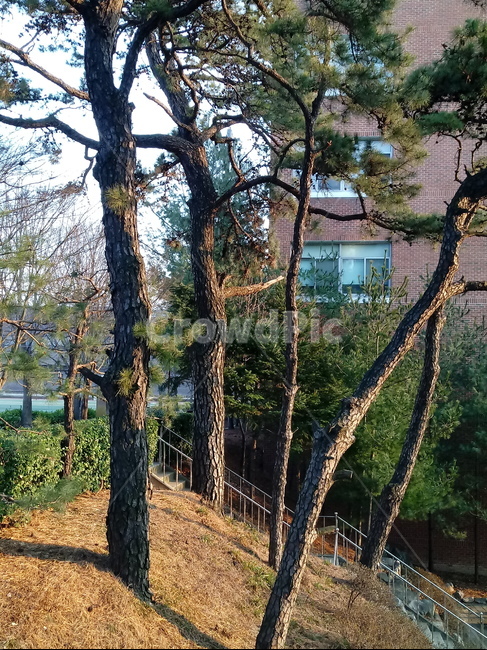 나무,나무줄기,나무가지,식물,tree,treetrunk,plant,건물,소나무