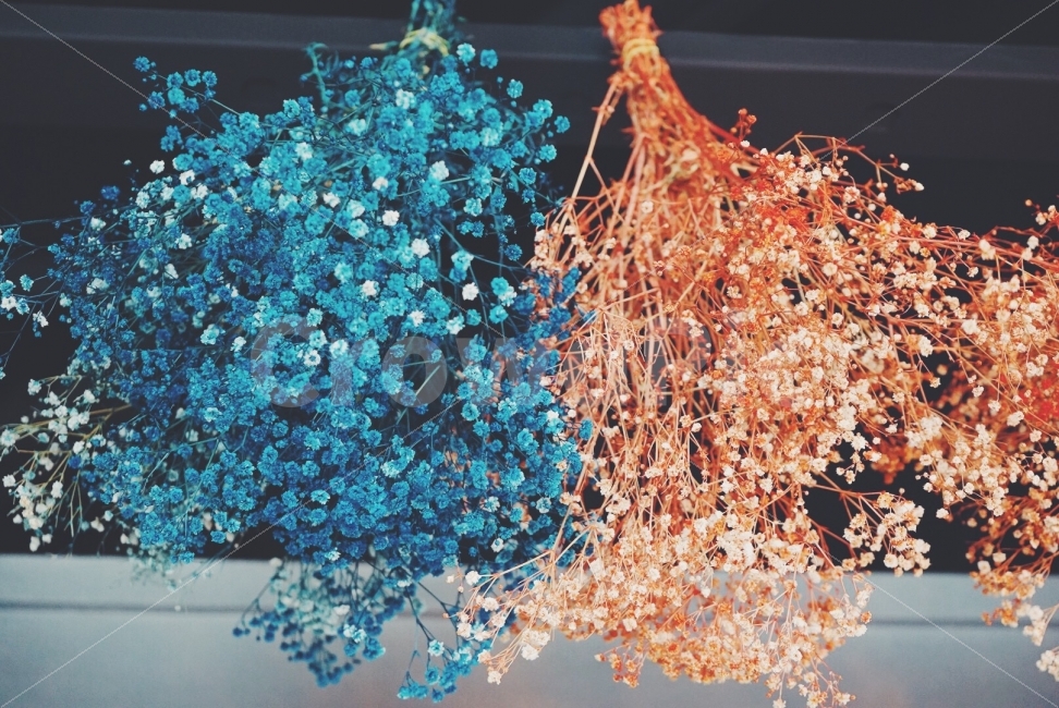 감성사진,안개꽃,필름,사진,필름카메라,식물,자연,plants,nature,꽃,flower,감성,sensible,feeling,색깔,색상,색채,색감,color sense,color sensitivity,feeling of color,인테리어,실내디자인,interior design