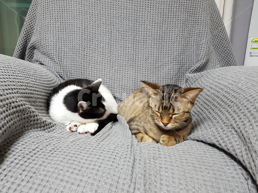 고양이,벵갈,코숏,잠,소파,동물,animal,포유류,mammal,고양이,cat,kitten,kitty