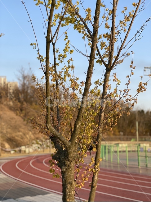 tree,나무,plant,식물,트랙,육상