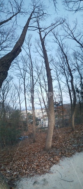 일출,해돋이,산,나무,새벽,역광
