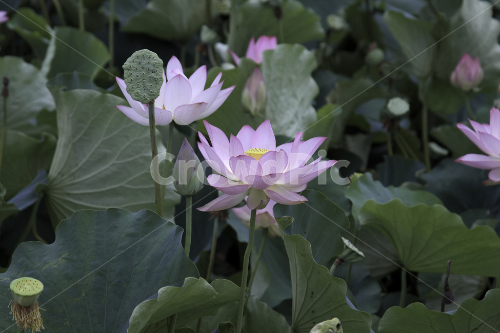 plant,식물,blossom,flower,꽃,lily,백합,연꽃,lotus