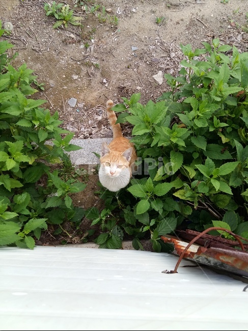 길고양이,고양이,노랑고양이,귀여움,풀,마당