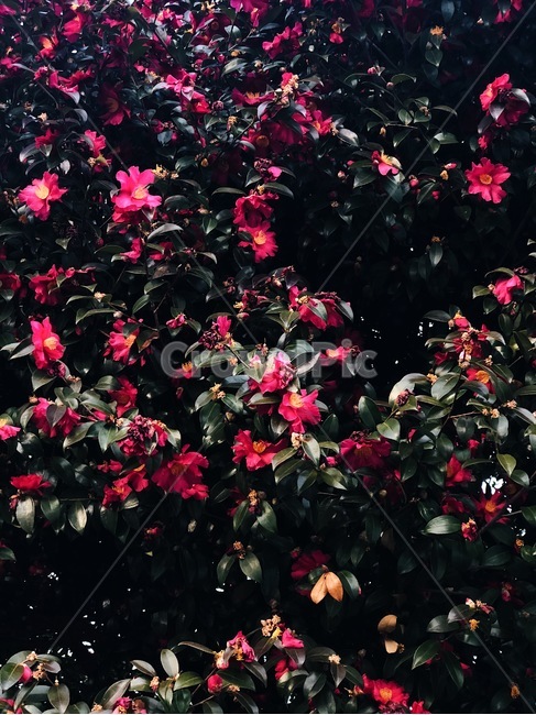 동백꽃,동백나무,동백,꽃,제주동백,빨간꽃,jeju,plant,nature,식물