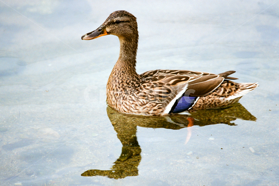 필름,필름사진,필름느낌,필름감성,오리,야생,동물,물놀이,목욕,자연,생태계,waterfowl,bird,animal,동물,animal,조류,새,birds