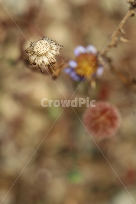 마른꽃,겨울,강가,식물,꽃이진자리,식물,자연,plants,nature,꽃,flower