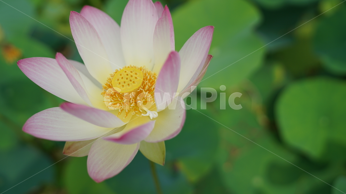 꽃,자연,연꽃,식물,계절,바탕화면,접사,nature,flower