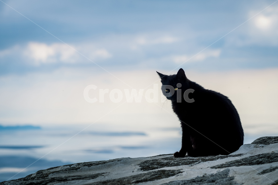 고양이,검은고양이,마니산,야생고양이,야생,정상,길고양이,길냥이,카리스마,cat,구름,wildcat,wild,carisma,mountain,top,cloud