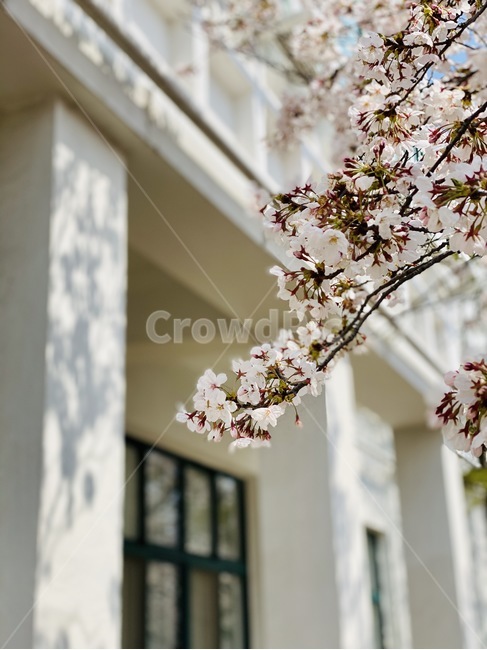 plant,식물,flower,꽃,blossom,벚꽃