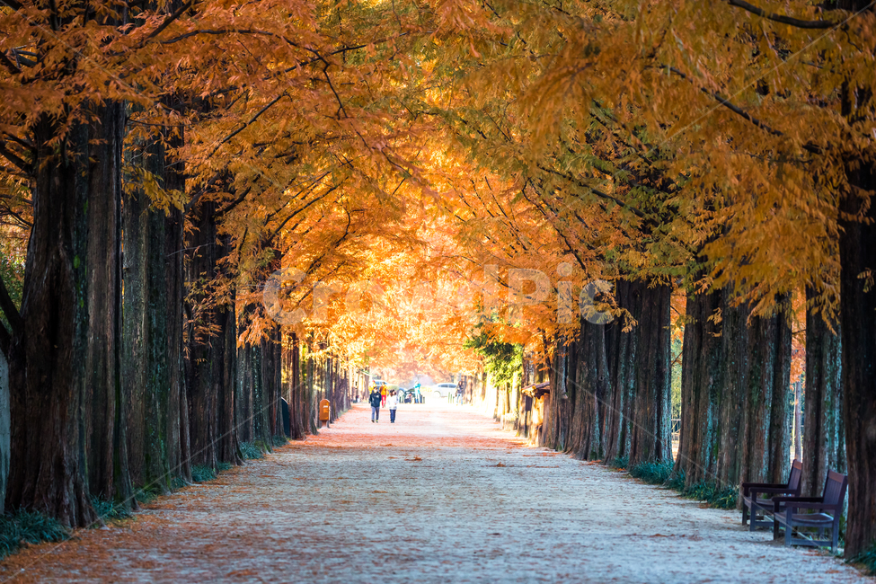 자연풍경,담양,메타세쿼이아길,가로수길,단풍,가을,계절,fall,autumn,season,자연,풍경,nature,landscape,한국자연풍경,한국자연경관,korea nature landscape,식물,plants,나무,trees,wood,plant,tree,person,사람,human,인간,maple,tree trunk,나무 줄기