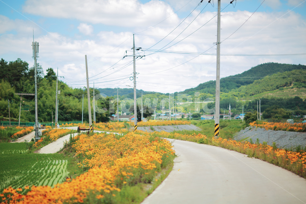 길,꽃,해바라기,전봇대,구름,시골,마을,풍경,landscape,country,rural,town