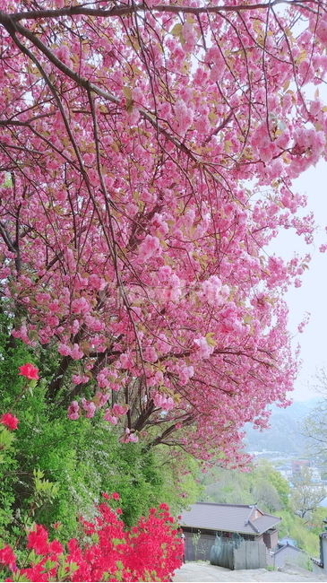 벚꽃,왕벚꽃,전주완산공원,꽃,완산공원