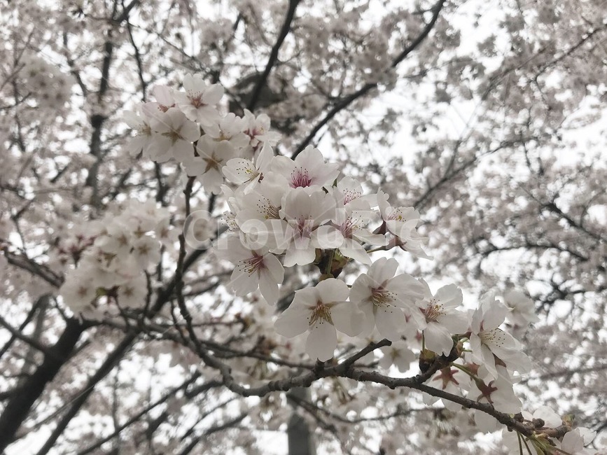 벚꽃,봄,꽃,봄꽃,감성,풍경,벚꽃놀이,하얀꽃,꽃나무,나무,계절,꽃놀이,식물,자연,plants,nature,꽃,flower