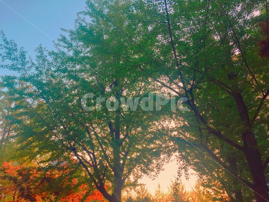 가을,단풍,하늘,나무,tree,autumn,fall