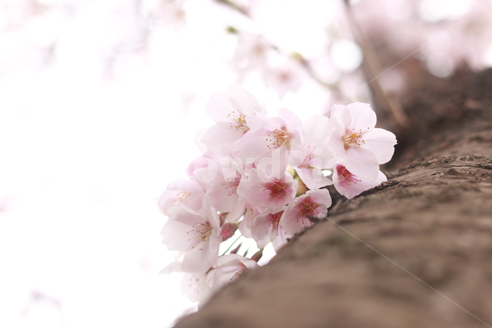 plant,식물,flower,꽃,벚꽃,blossom,봄