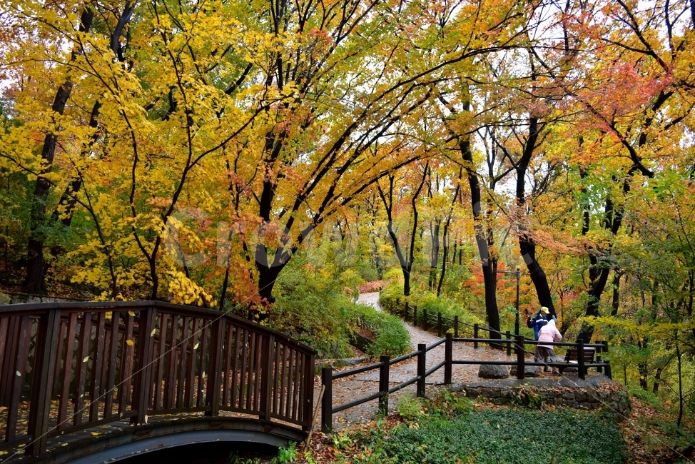 남산,가을,단풍,풍경,고궁,서울,낙엽,도심지,명소,자연,비경,단풍나무,가을색,가을색채,오색,자연,풍경,nature,landscape,가을,계절,fall,autumn,season,사람,인물,인간,human,person,tree,나무,plant,식물,outdoors,옥외