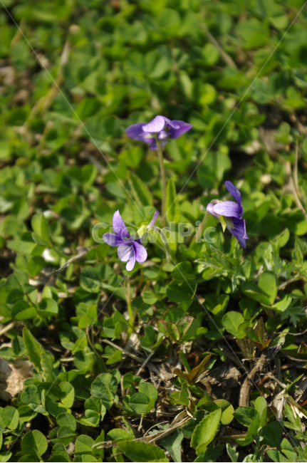 꽃,식물,flower,plant,제비꽃,식물,자연,plants,nature,꽃,flower