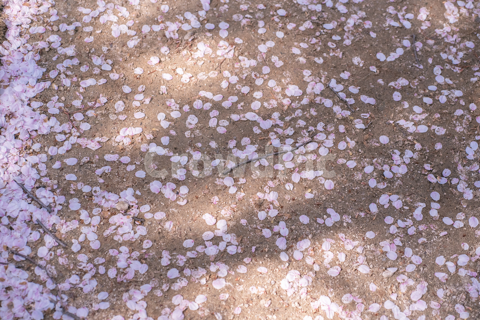 꽃,꽃잎,떨어진,흙,봄,벚꽃,봄,계절,spring,season,nature,자연