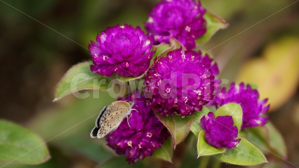 천일홍,꽃,꽃사진,나비,곤충,식물,자연,plants,nature,꽃,flower