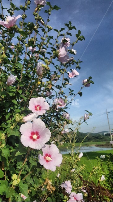 자연,일편단심,꽃,무궁화,대한민국,식물,자연,plants,nature,꽃,flower