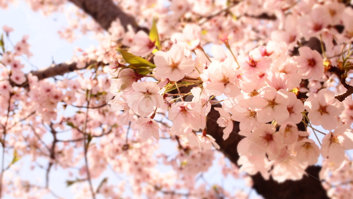 plant,식물,blossom,꽃,flower,벚꽃,벚나무,cherryblossoms,꽃나무,봄꽃,봄,계절,spring,season,식물,자연,plants,nature,꽃,flower