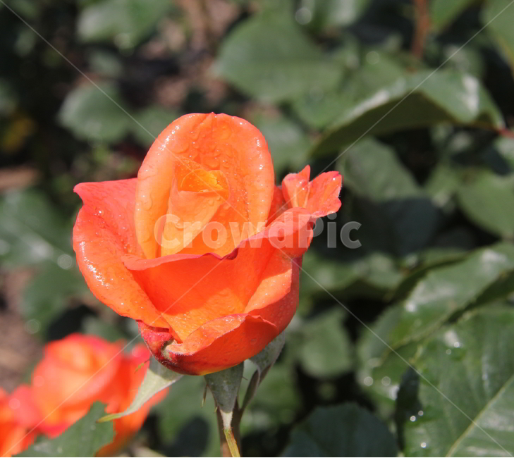 장미,봄꽃,식물,빨간장미,꽃,식물,자연,plants,nature,꽃,flower