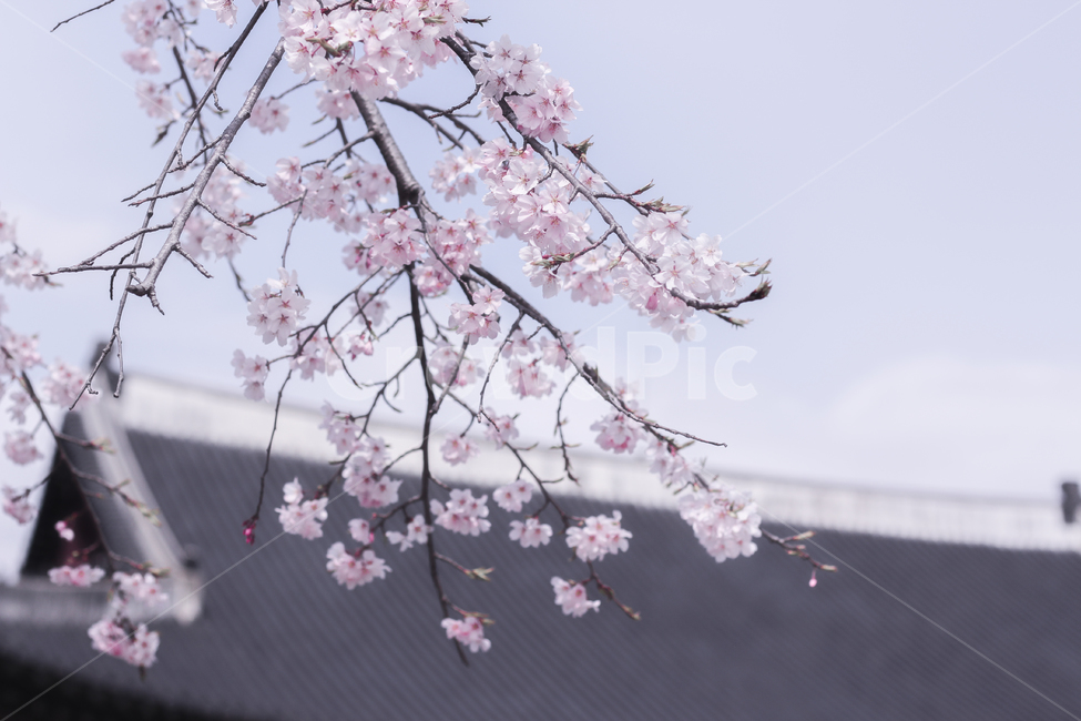 경복궁,벚꽃,봄,감성,색감,하늘,궁,처마,봄,계절,spring,season,한국전통,한국문화,korean traditional,korean culture,식물,자연,plants,nature,꽃,flower,감성,sensible,feeling,색깔,색상,색채,색감,color sense,color sensitivity,feeling of color,plant,blossom