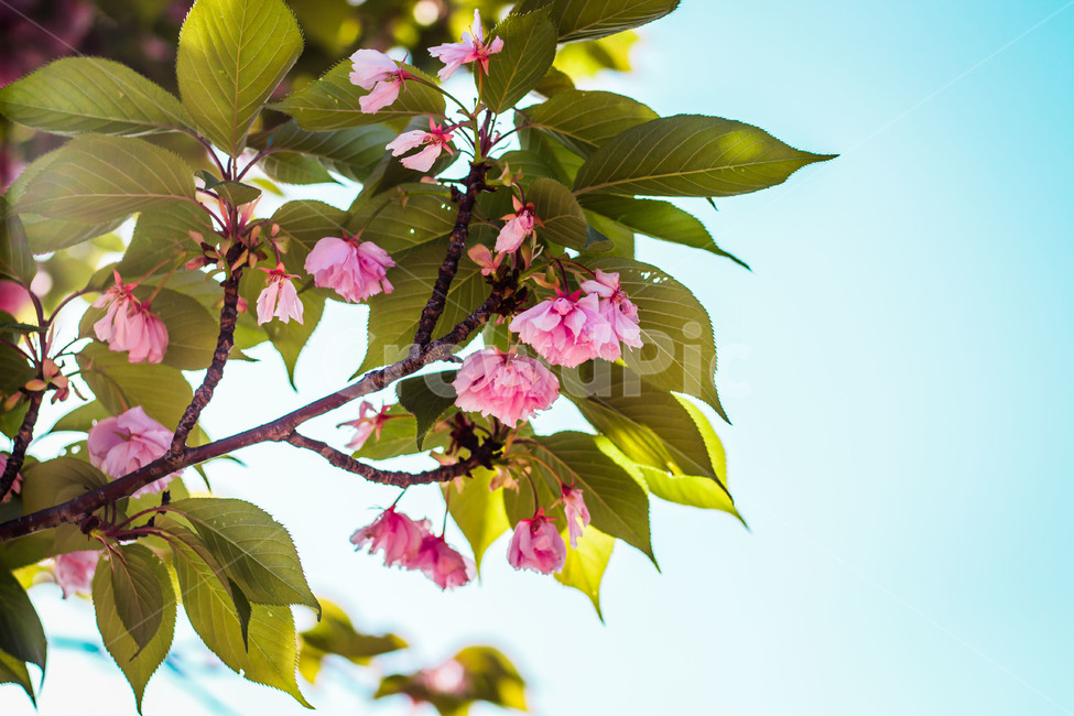 감성사진,꽃,봄,자연,식물,벚꽃,겹벚꽃,봄,계절,spring,season,식물,자연,plants,nature,꽃,flower,leaf,잎,plant