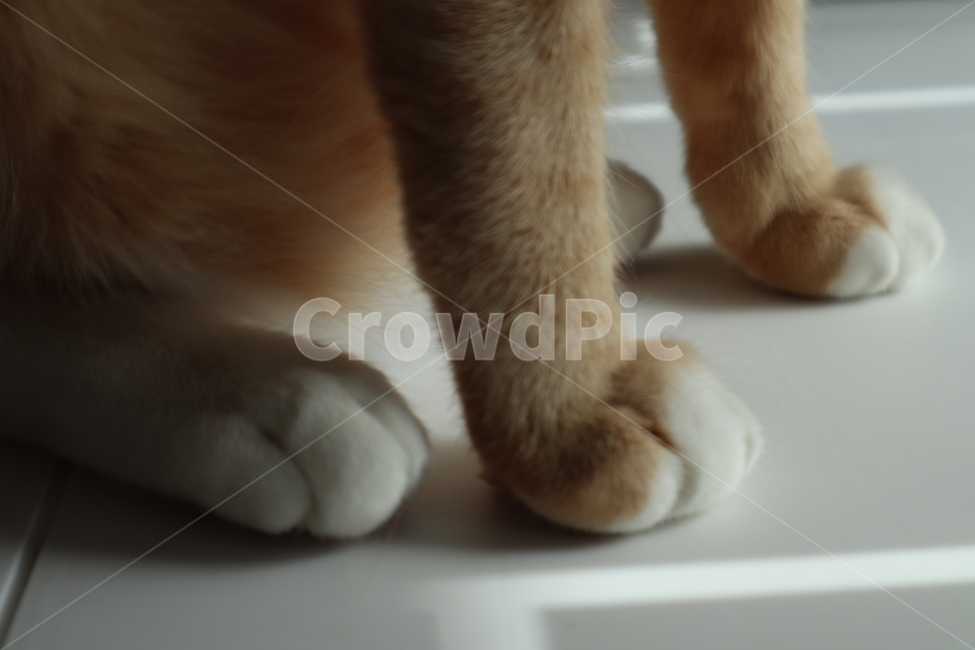 고양이,고양이발,고양이다리,치즈태비코숏,치즈냥