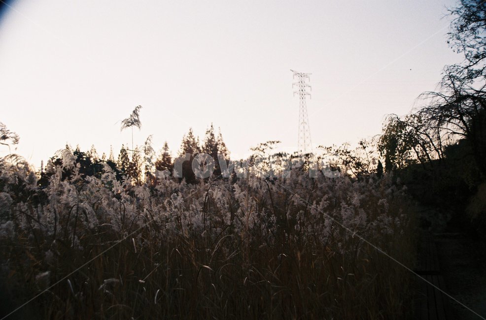 억새,전신주,나무,필름,필름사진,tree,film