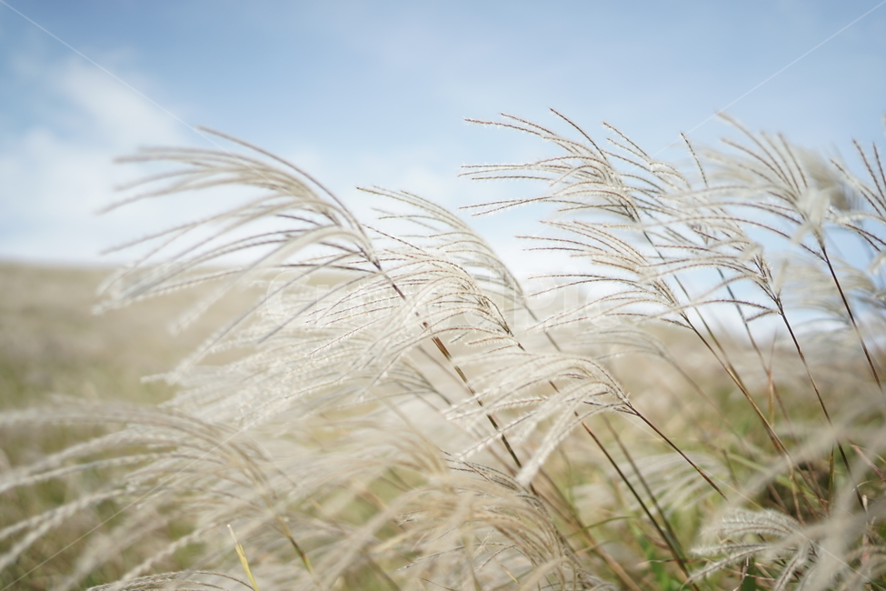 제주도,억새풀,가을,바람,하늘,제주,가을,계절,fall,autumn,season,식물,자연,plants,nature,grass,잔디,plant,bird,새,animal,동물