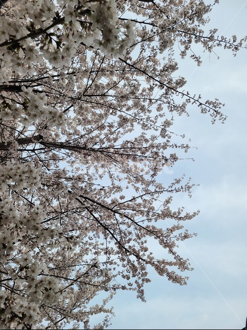 plant,식물,cherryblossom,벚꽃,blossom,꽃,flower