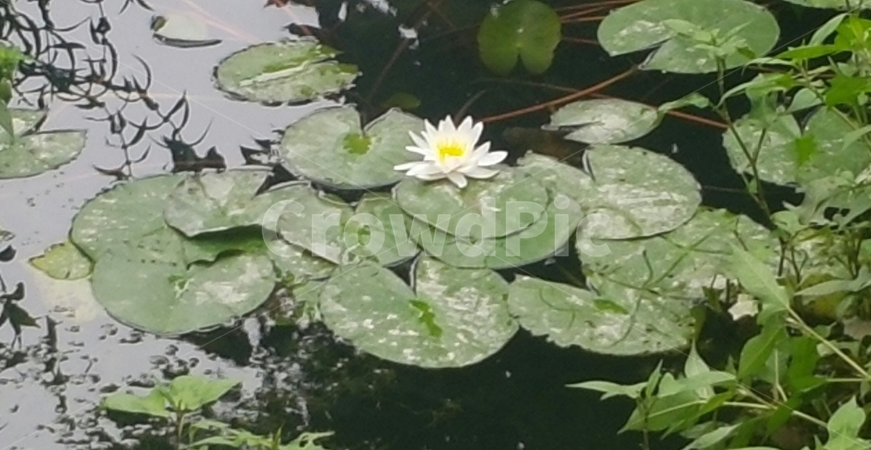 수련,연꽃,하얀색,감성,바탕화면,분위기,연못,예쁜,감성적,꽃,blossom,자연,outdoors,nature