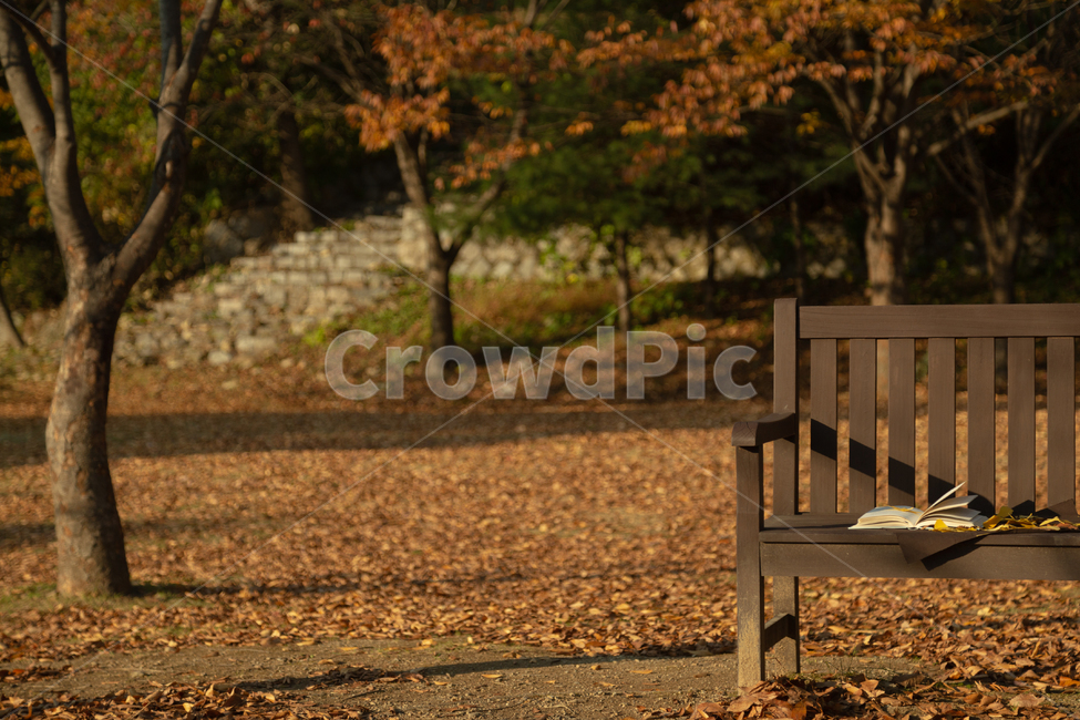 book,책,plant,식물,leaf,잎,가을,autume,독서,의자,가을,계절,fall,autumn,season,furniture,가구