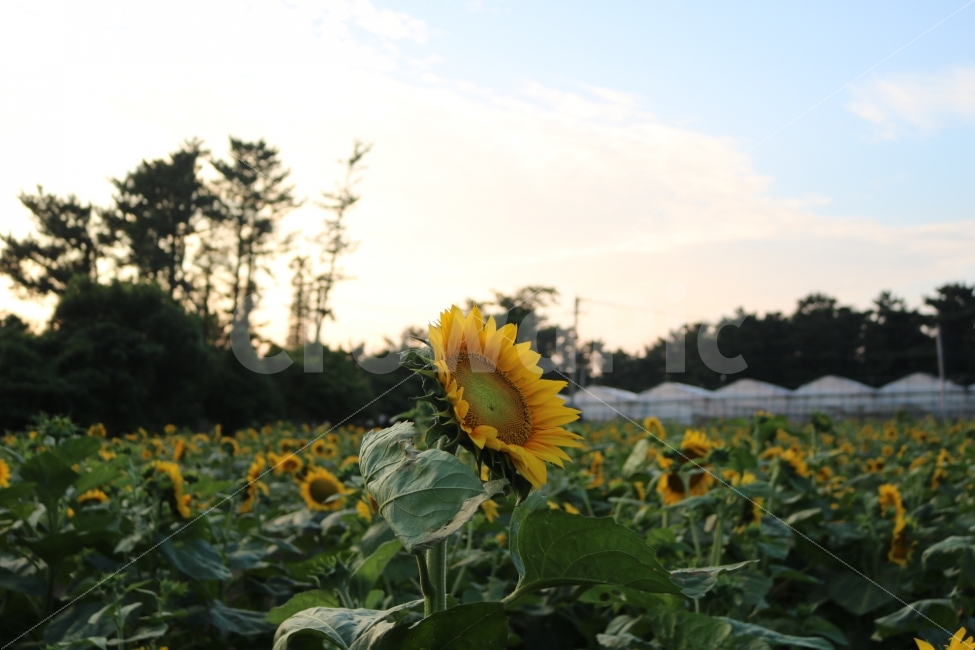 해바라기,꽃,자연,꽃밭,sunflower,식물,자연,plants,nature,꽃,flower