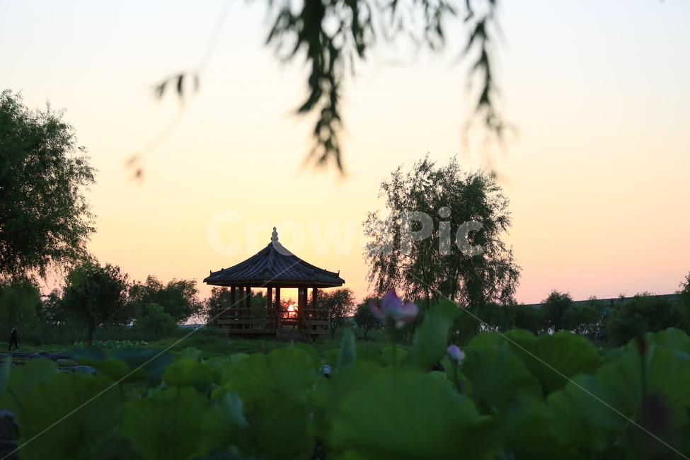 부산,삼락공원,노을,연꽃,꽃,정자,수련,자연,풍경,nature,landscape,한국전통,한국문화,korean traditional,korean culture,gazebo,전망대